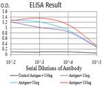 XRN2 Antibody in ELISA (ELISA)