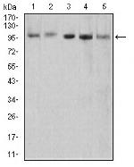 XRN2 Antibody in Western Blot (WB)