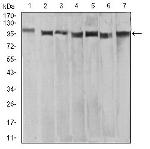 XRN2 Antibody in Western Blot (WB)