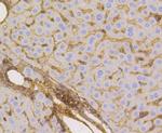 GLUT1 Antibody in Immunohistochemistry (Paraffin) (IHC (P))