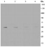 GLUT1 Antibody in Western Blot (WB)