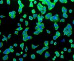 HSP70 Antibody in Immunocytochemistry (ICC/IF)