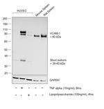 VCAM-1 (CD106) Antibody in Western Blot (WB)