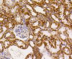 TSPO Antibody in Immunohistochemistry (Paraffin) (IHC (P))