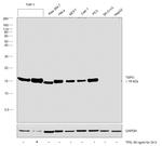 TSPO Antibody in Western Blot (WB)