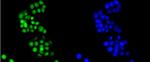 HMGB1 Antibody in Immunocytochemistry (ICC/IF)