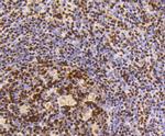 HMGB1 Antibody in Immunohistochemistry (Paraffin) (IHC (P))