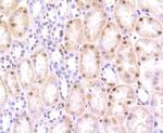 HMGB1 Antibody in Immunohistochemistry (Paraffin) (IHC (P))