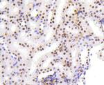 HMGB1 Antibody in Immunohistochemistry (Paraffin) (IHC (P))