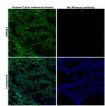 HMGB1 Antibody in Immunohistochemistry (Paraffin) (IHC (P))