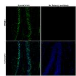 HMGB1 Antibody in Immunohistochemistry (Paraffin) (IHC (P))