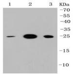 HMGB1 Antibody in Western Blot (WB)