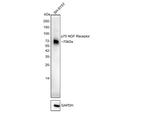 CD271 (NGF Receptor) Antibody in Western Blot (WB)