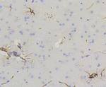 GFAP Antibody in Immunohistochemistry (Paraffin) (IHC (P))