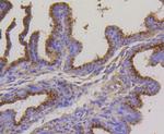 CD107b (LAMP-2) Antibody in Immunohistochemistry (Paraffin) (IHC (P))