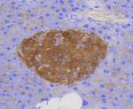 CD107b (LAMP-2) Antibody in Immunohistochemistry (Paraffin) (IHC (P))