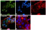 CD107b (LAMP-2) Antibody in Immunocytochemistry (ICC/IF)