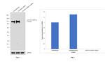 CD107b (LAMP-2) Antibody