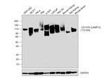 CD107b (LAMP-2) Antibody in Western Blot (WB)