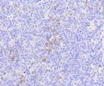 MLKL Antibody in Immunohistochemistry (Paraffin) (IHC (P))