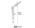 MLKL Antibody in Western Blot (WB)