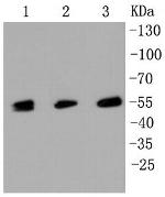 MLKL Antibody in Western Blot (WB)