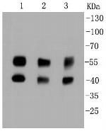 JNK1/JNK2/JNK3 Antibody in Western Blot (WB)