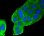 Filamin A Antibody in Immunocytochemistry (ICC/IF)