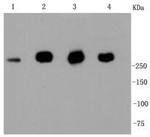 Filamin A Antibody in Western Blot (WB)