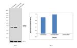 GAPDH Antibody in Western Blot (WB)