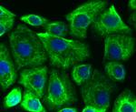 Cytokeratin 19 Antibody in Immunocytochemistry (ICC/IF)