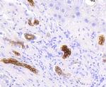 Cytokeratin 19 Antibody in Immunohistochemistry (Paraffin) (IHC (P))