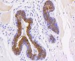 Cytokeratin 19 Antibody in Immunohistochemistry (Paraffin) (IHC (P))