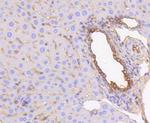 Cytokeratin 19 Antibody in Immunohistochemistry (Paraffin) (IHC (P))