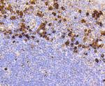 CD9 Antibody in Immunohistochemistry (Paraffin) (IHC (P))