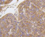 Integrin beta 1 (CD29) Antibody in Immunohistochemistry (Paraffin) (IHC (P))