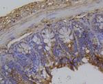 Integrin beta 1 (CD29) Antibody in Immunohistochemistry (Paraffin) (IHC (P))