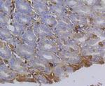 Integrin beta 1 (CD29) Antibody in Immunohistochemistry (Paraffin) (IHC (P))