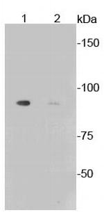 Phospho-GYS1 (Ser641) Antibody in Western Blot (WB)