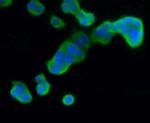 MKP3 Antibody in Immunocytochemistry (ICC/IF)