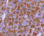 MKP3 Antibody in Immunohistochemistry (Paraffin) (IHC (P))