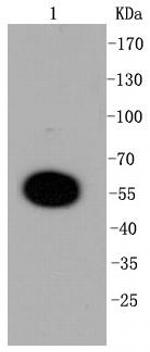 MKP3 Antibody in Western Blot (WB)