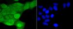 SHP-1 Antibody in Immunocytochemistry (ICC/IF)