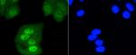 SHP-1 Antibody in Immunocytochemistry (ICC/IF)