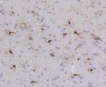 SHP-1 Antibody in Immunohistochemistry (Paraffin) (IHC (P))