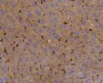 SHP-1 Antibody in Immunohistochemistry (Paraffin) (IHC (P))