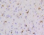 SHP-1 Antibody in Immunohistochemistry (Paraffin) (IHC (P))