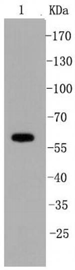 SHP-1 Antibody in Western Blot (WB)