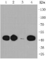 CCR7 Antibody in Western Blot (WB)