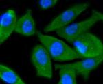 PI3K p55 gamma Antibody in Immunocytochemistry (ICC/IF)